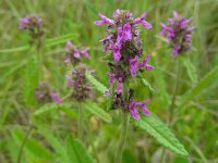 Betonica officinalis 17, Betonie, Saxifraga-Ed Stikvoort : jura2010