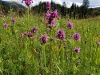 Betonica officinalis 18, Betonie, Saxifraga-Ed Stikvoort
