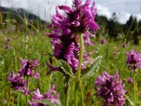 Betonica officinalis 19, Betonie, Saxifraga-Ed Stikvoort