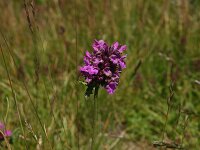 Betonica officinalis 2, Betonie, Saxifraga-Dirk Hilbers