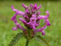 Betonica officinalis 20, Betonie, Saxifraga-Ed Stikvoort