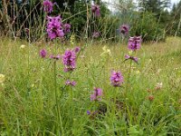 Betonica officinalis 21, Betonie, Saxifraga-Ed Stikvoort
