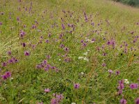 Betonica officinalis 24, Betonie, Saxifraga-Ed Stikvoort