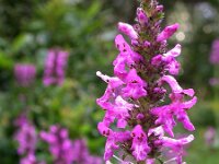 Betonica officinalis 25, Betonie, Saxifraga-Ed Stikvoort