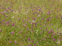 Betonica officinalis 26, Betonie, Saxifraga-Ed Stikvoort