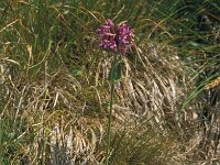 Betonica officinalis 31, Betonie, Saxifraga-Jan van der Straaten