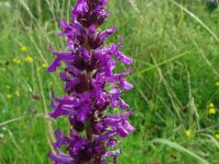 Betonica officinalis 36, Betonie, Saxifraga-Hans Grotenhuis