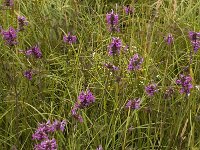Betonica officinalis ssp officinalis 3, Betonie, Saxifraga-Jan van der Straaten