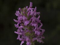 Betonica officinalis ssp officinalis 6, Betonie, Saxifraga-Jan van der Straaten