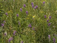 Betonica officinalis ssp officinalis 7, Betonie, Saxifraga-Jan van der Straaten