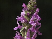 Betonica officinalis ssp officinalis 8, Betonie, Saxifraga-Jan van der Straaten