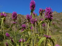 Betonica orientalis 3, Saxifraga-Ed Stikvoort