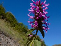 Betonica orientalis 6, Saxifraga-Ed Stikvoort