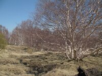 Betula aetnesis 2, Saxifraga-Rutger Barendse
