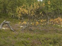 Betula pendula 10, Ruwe berk, Saxifraga-Willem van Kruijsbergen