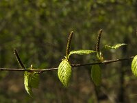 Betula pendula 11, Ruwe berk, Saxifraga-Jan van der Straaten
