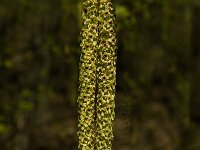 Betula pendula 12, Ruwe berk, Saxifraga-Jan van der Straaten
