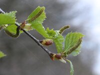 Betula pendula 14, Ruwe berk, Saxifraga-Rutger Barendse