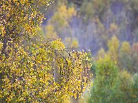 Betula pendula 18, Ruwe berk, Saxifraga-Bart Vastenhouw