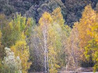 Betula pendula 19, Ruwe berk, Saxifraga-Bart Vastenhouw