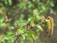 Betula pendula 2, Ruwe berk, Saxifraga-Piet Zomerdijk