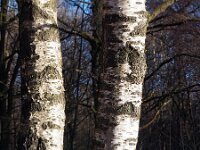 Betula pendula 20, Ruwe berk, Saxifraga-Hans Dekker