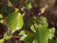 Betula pendula 21, Ruwe berk, Saxifraga-Hans Dekker