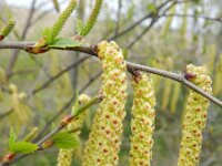 Betula pendula 22, Ruwe berk, Saxifraga-Rutger Barendse