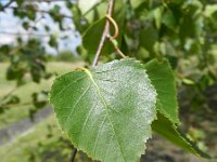 Betula pendula 23, Ruwe berk, Saxifraga-Rutger Barendse