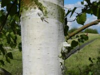 Betula pendula 25, Ruwe berk, Saxifraga-Rutger Barendse