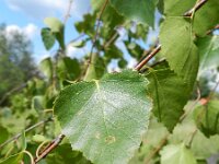 Betula pendula 26, Ruwe berk, Saxifraga-Rutger Barendse