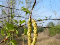 Betula pendula 27, Ruwe berk, Saxifraga-Rutger Barendse