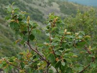 Betula pendula 3, Ruwe berk, Saxifraga-Willem van Kruijsbergen
