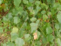 Betula pendula 30, Ruwe berk, Saxifraga-Rutger Barendse