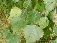 Betula pendula 31, Ruwe berk, Saxifraga-Rutger Barendse