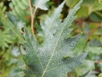 Betula pendula 35, Ruwe berk, Saxifraga-Rutger Barendse