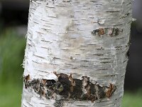 Bark of young Silver birch (Betula pendula)  Bark of young Silver birch (Betula pendula) : tree, nature, natural, betula, contrast, flora, plant, betula pendula, birch, silver birch, floral, bark, pattern, texture, textured, black and white, silver, white, bright, young, summer, summertime, fall, autumn, nobody, no people