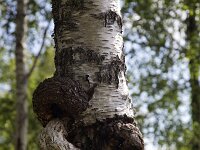 Betula pendula 39, Ruwe Berk, Saxifraga-Roel Meijer  Betula pendula. : Growth, Strangeness