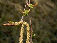 Betula pendula 4, Ruwe berk, Saxifraga-Marijke Verhagen