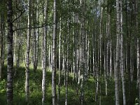 Trunks of Silver Birches, Glaskogens Nature reserve, Värmland, Sweden  Trunks of Silver birches, Glaskogens Nature reserve, Värmland, Sweden : Betula pendula, birch, birch forest, forest, Glaskogen, many, nature reserve, silver birch, straight, Sweden, tree, trees, trunk, trunks, Värmland