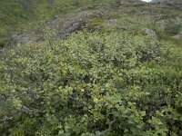 Betula pendula 48, Ruwe berk, Saxifraga-Willem van Kruijsbergen