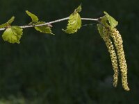 Betula pendula 5, Ruwe berk, Saxifraga-Marijke Verhagen