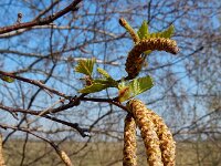 Betula pendula 51, Ruwe berk, Saxifraga-Ed Stikvoort