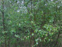 Betula pendula 53, Ruwe berk, Saxifraga-Ed Stikvoort