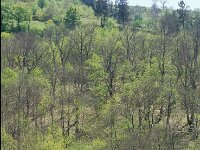Betula pendula 6, Ruwe berk, Saxifraga-Piet Zomerdijk