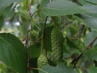 Betula pendula 7, Ruwe berk, Saxifraga-Rutger Barendse