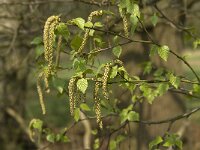 Betula pendula 8, Ruwe berk, Saxifraga-Jan van der Straaten