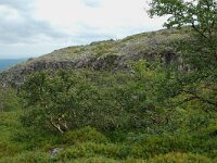Betula pendula 9, Ruwe berk, Saxifraga-Willem van Kruijsbergen
