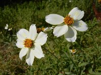 Bidens aurea 10, Saxifraga-Ed Stikvoort