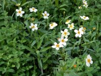 Bidens aurea 11, Saxifraga-Ed Stikvoort